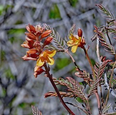 Hoffmannseggia trifoliata