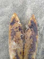 Modiolatus neglectus