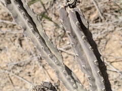 Peniocereus greggii