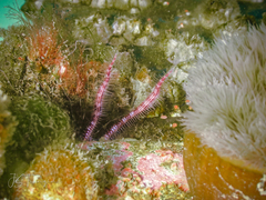 Ophiactoidea