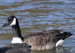 Branta canadensis