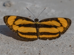 Pantoporia paraka