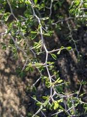 Prunus fremontii