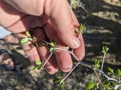 Prunus fremontii