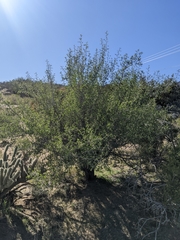 Prunus fremontii
