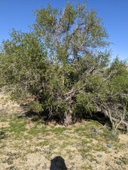 Prunus fremontii