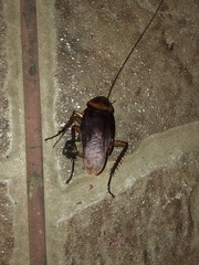 Periplaneta americana