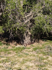 Prunus fremontii