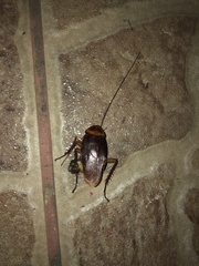 Periplaneta americana