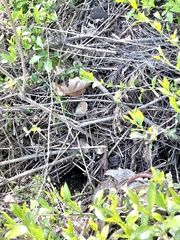 Neotoma fuscipes annectens