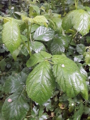 Candicantes