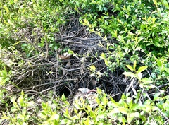 Neotoma fuscipes annectens