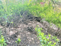 Neotoma fuscipes annectens