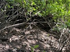 Neotoma fuscipes annectens