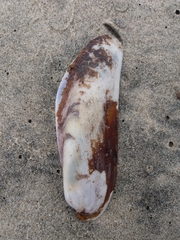 Modiolatus neglectus