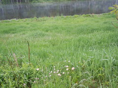 Erigeron pulchellus