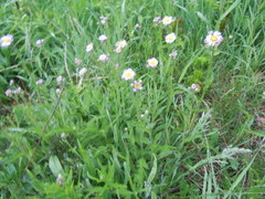 Erigeron pulchellus