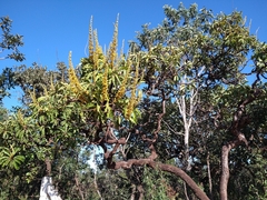 Vochysia rufa