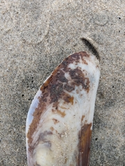 Modiolatus neglectus