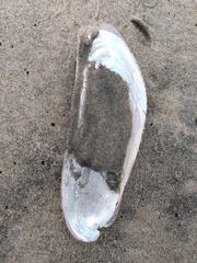 Modiolatus neglectus