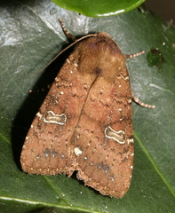 Eriopyga limonis