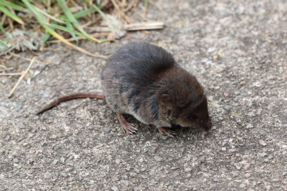 Eurasian Pygmy Shrew from Perivale, UK on May 9, 2021 at 04:31 PM by ...