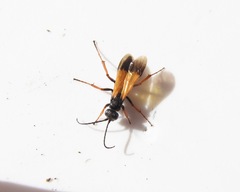 Priocnemis conformis