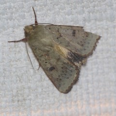 Australothis rubrescens