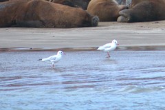 Chroicocephalus cirrocephalus