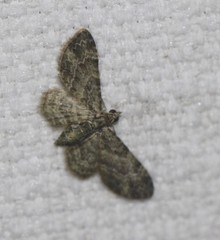 Chloroclystis mniochroa