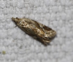 Euphona euphona