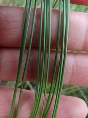 Chionochloa acicularis