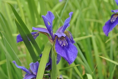 Iris bulleyana