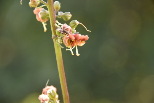 Image of Scrophularia rubricaulis by (c) Mitch Van Dyke, some rights reserved (CC BY)