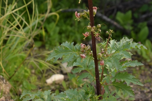Image of Scrophularia rubricaulis by (c) Mitch Van Dyke, some rights reserved (CC BY)