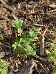 Alchemilla australis