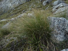 Chionochloa acicularis
