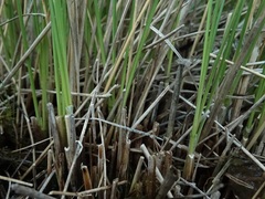 Chionochloa acicularis