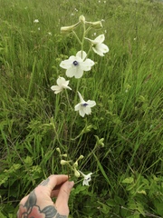 Delphinium pavonaceum