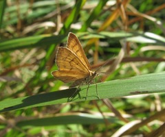 Asaphodes abrogata