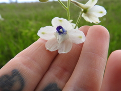 Delphinium pavonaceum