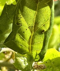 Aceria mackiei