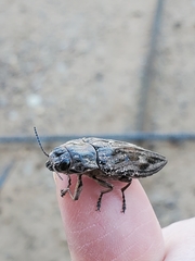 Chalcophora virginiensis