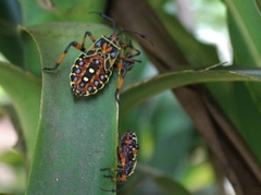 Pachylis nervosus