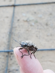 Chalcophora virginiensis