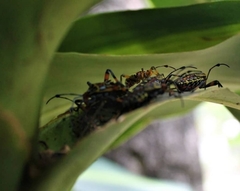 Pachylis nervosus
