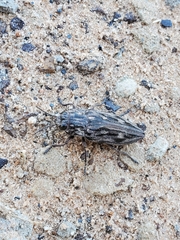 Chalcophora virginiensis