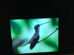 Phaethornis