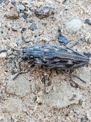 Chalcophora virginiensis