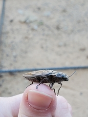 Chalcophora virginiensis